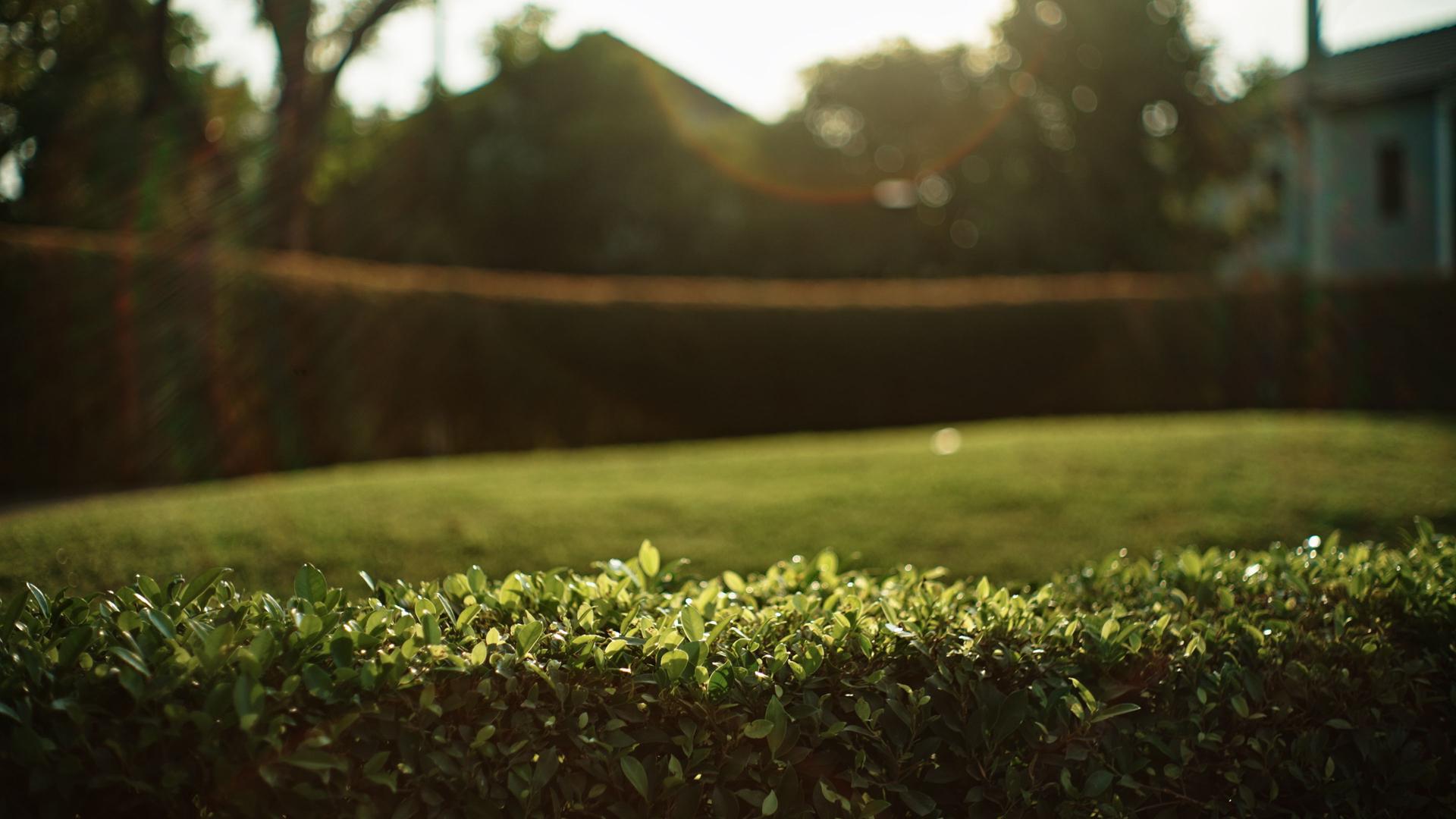 Grass at green environment.